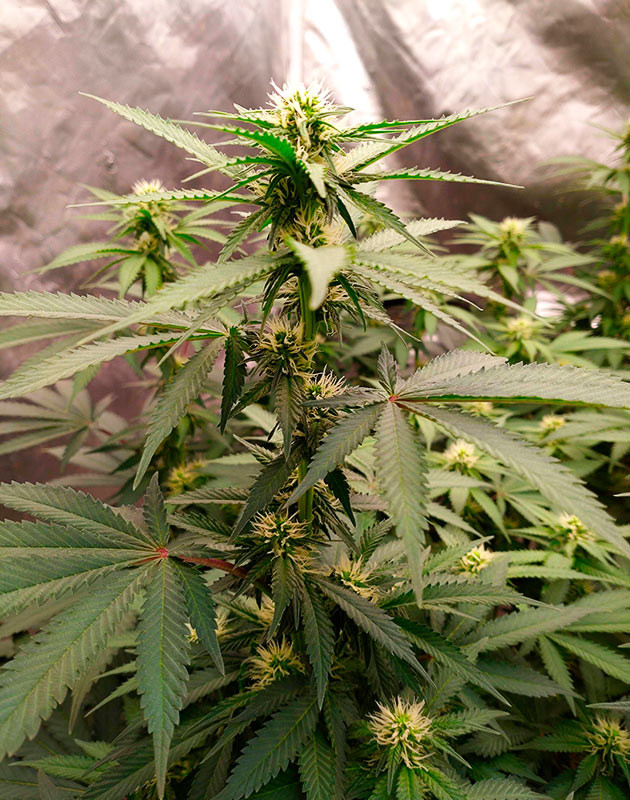 рост сорта конопли Blue Gelato 41 на 13ой неделе