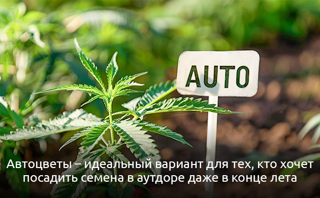 Автоцветущие сорта: урожай круглый год Преимущества автоцветущих сортов конопли