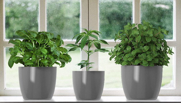 Гильдия растений