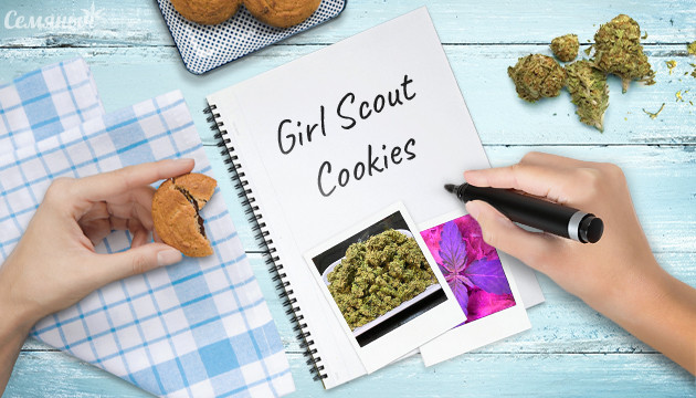 Гроурепорт сорта марихуаны Girl Scout Cookies auto