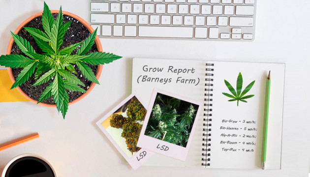 Гроурепорт сорта LSD