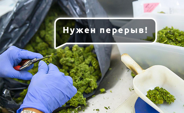 Недостатки ручной обрезки шишек конопли Недостатки ручной обрезки соцветий марихуаны