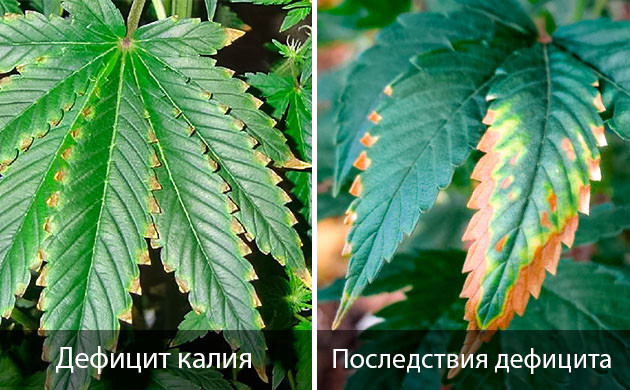 Симптомы нехватки калия у каннабиса