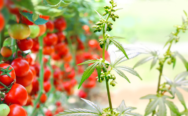 Отпугивание вредителей в саду Использование мужской конопли от нападения вредителей