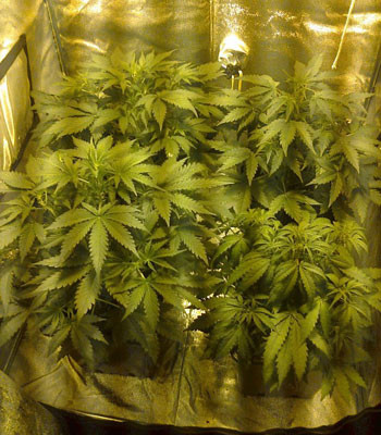 Начало стадии цветения Black Jack Auto