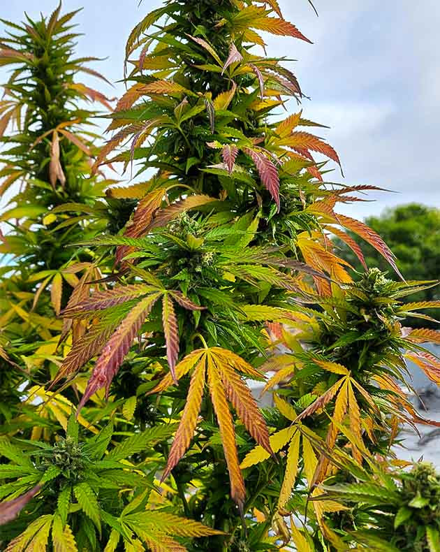 Подготовка к харвесту Runtz Punch