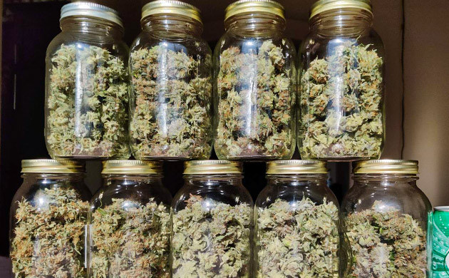 Сбор урожая с кустов Afghan Kush Ryder Auto Харвест и сушка соцветий Afghan Kush Ryder Auto