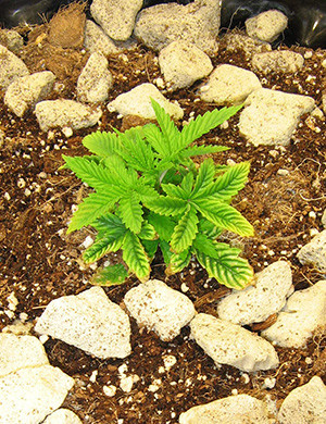 Пожелтение листьев конопли