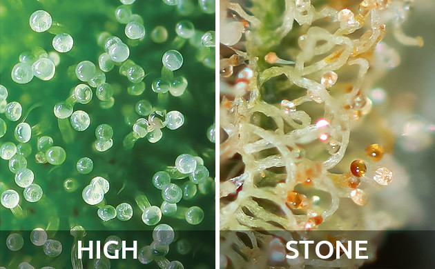 Трихомы high и stone эффектов