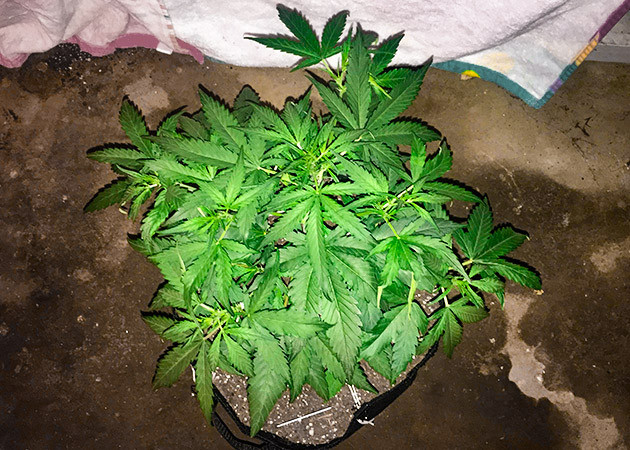 выращивание Zkittlez Auto