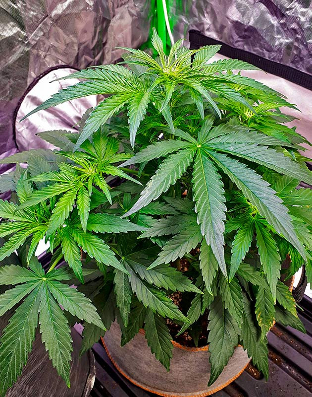 Apollo F1 Auto ростом 35 см