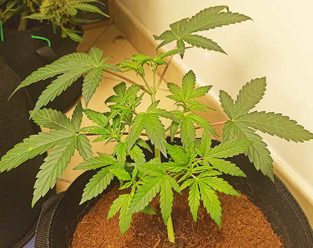 Метод LST на 4 неделе выращивания Растягивание ветвей конопли