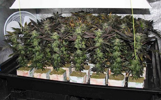 Техника Море зелени