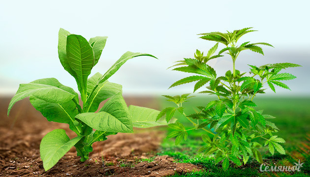 Марихуана безопаснее табака