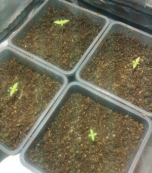 4 ростка марихуаны после пересадки в горшки