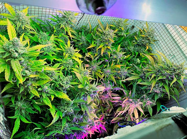 Кусты конопли перед харвестом