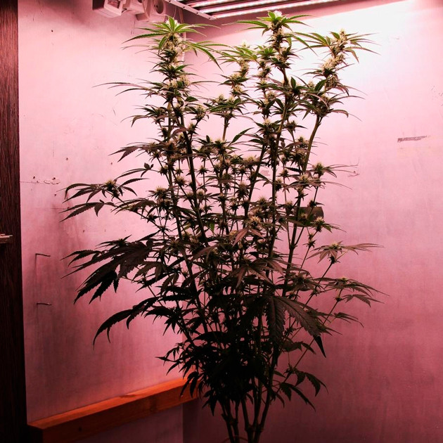 Цветущий куст