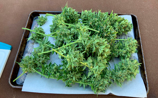 Срезанные ветви Bruce Banner Auto