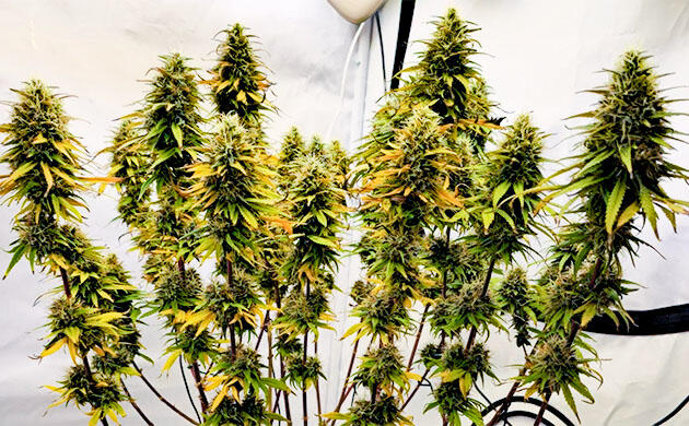 Super Silver Haze от GHS