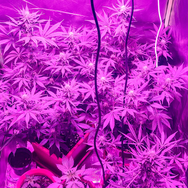 Цветущие кусты Auto AK