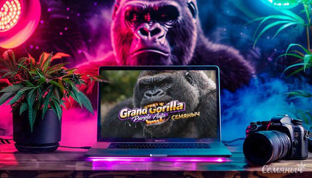 Гроурепорт сорта Grand Gorilla Purple Auto от сидбанка Семяныч