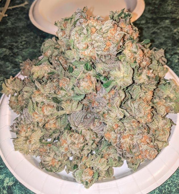 Сбор урожая и впечатления от грова Харвест Sapphire OG