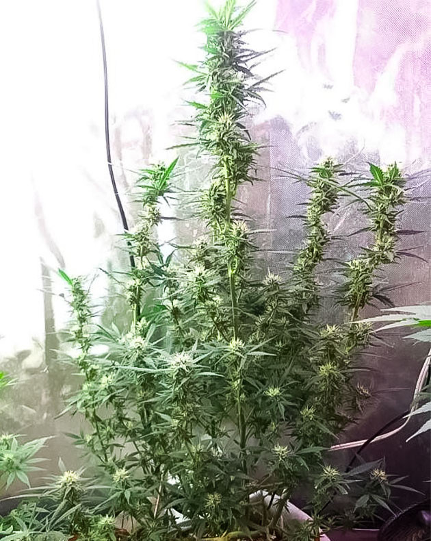 14 неделя роста марихуаны