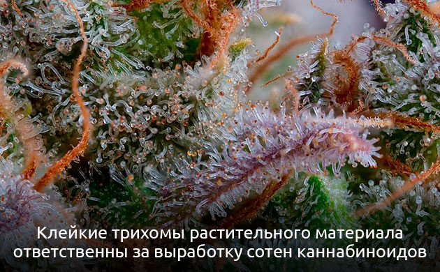 Как каннабигероловая кислота превращается в ТГК, КБД и КБХ в трихомах Биосинтез каннабиноидов в трихомах каннабиса