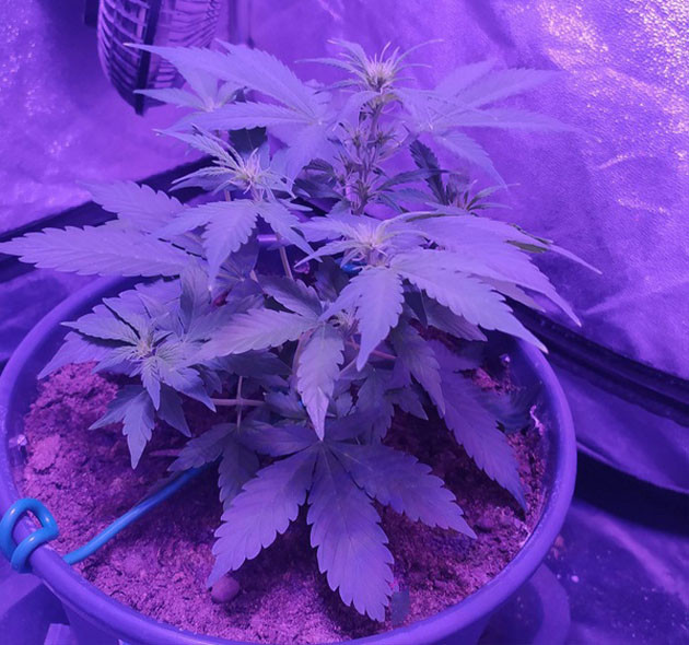 Предцвет конопли Появление точек роста шишек