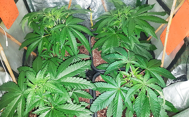 Появление признаков предцвета