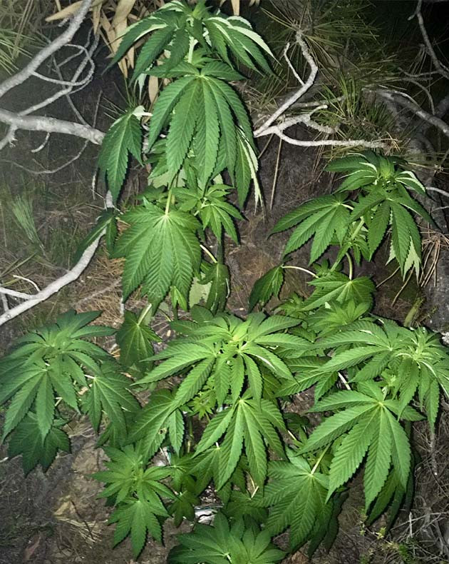 Первая неделя цветения Куст высотой 140 см