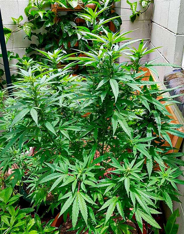 Подготовка куста Pineapple Chunk к цветению