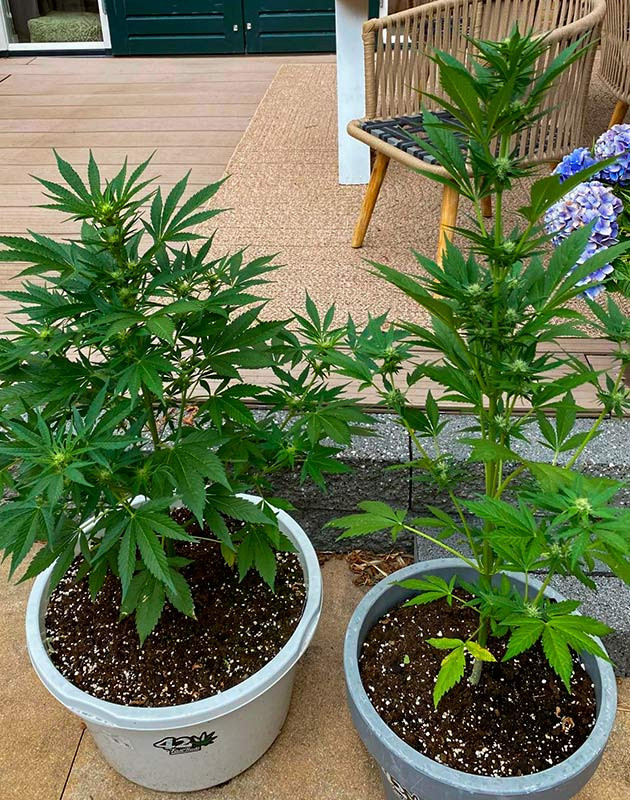 Кусты Guava Auto от FastBuds ростом 75 см