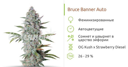 Bruce Banner Auto от Cali Buds Seeds