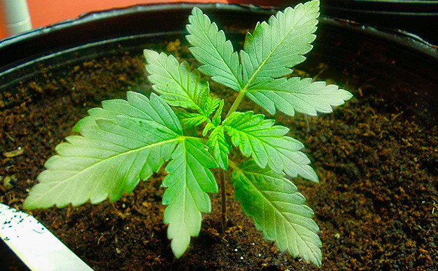 Симптомы нехватки серы у кустов каннабиса Проблемы сопровождающие дефицит серы у конопли