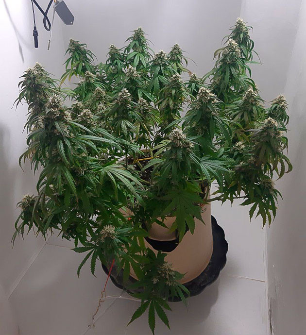 Полив Critical Orange Punch Auto