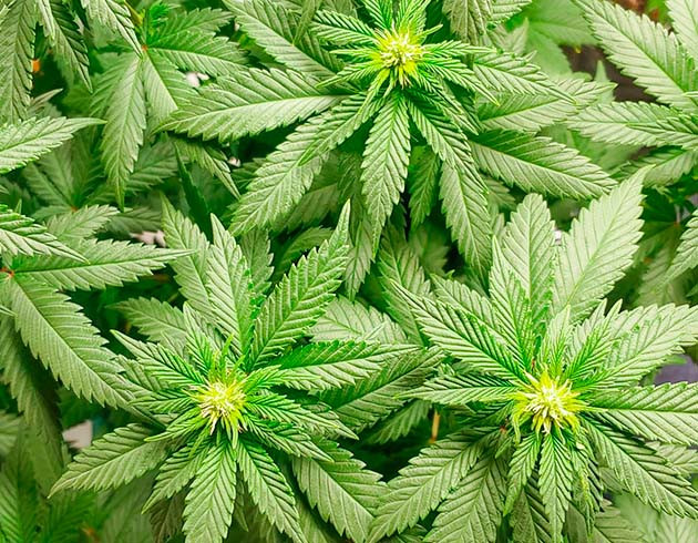 подготовка к харвесту Blueberry OG