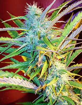 Верхушка конопли Crime Caramel Auto