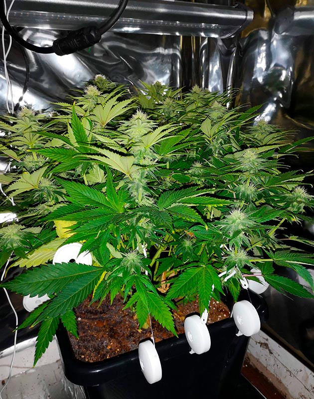 Растяжка ветвей с помощью йо-йо