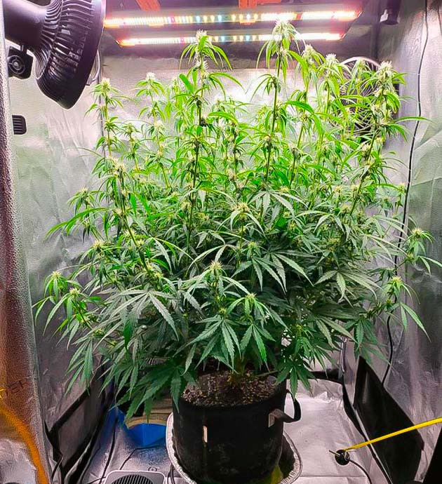 Куст Forbidden Runtz Auto от FastBuds ростом 122 см