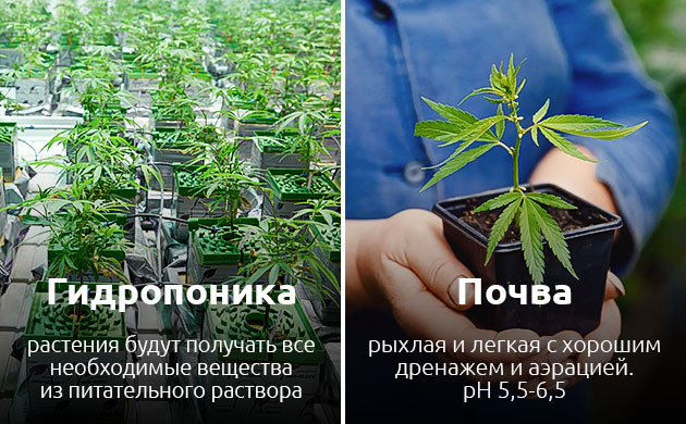 Высокий урожай автоцветов в гидропонике Гидропонная установка для повышения урожайности автоцветов