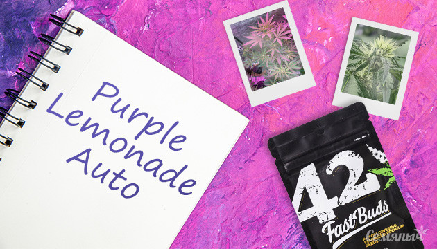 Выращивание сорта конопли Purple Lemonade Auto в индоре