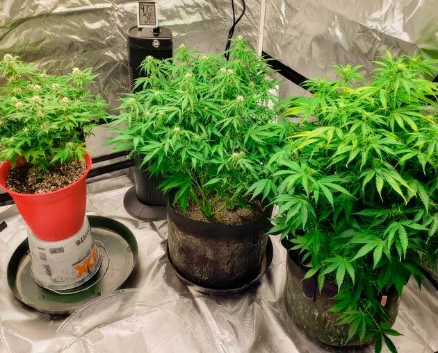 Кусты Northern Lights 10 of 10 на стадии цветения