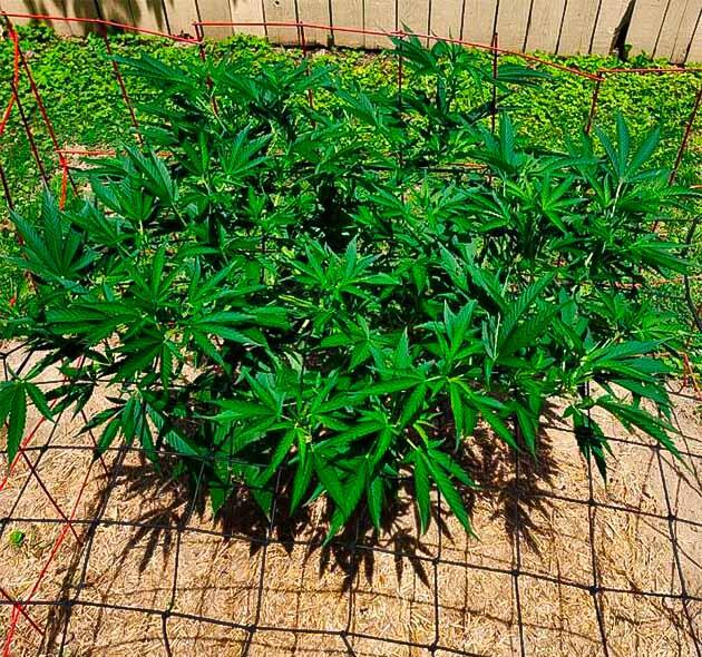 GG4 Sherbet FF после обрезки крон и нижних ветвей