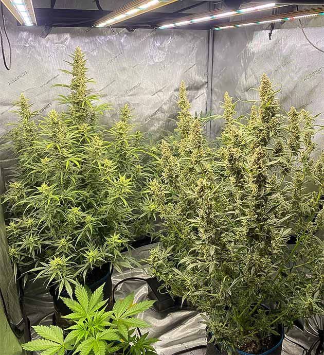 Кусты на 10 неделе выращивания