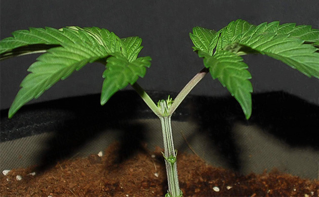 Обрезка конопли