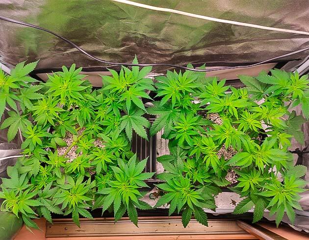 Кусты Black Widow от сидбанка Семяныч на 5 неделе