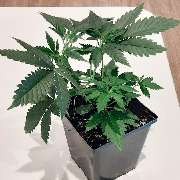 Куст ростом 18 см