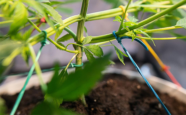 Техника LST для каннабиса