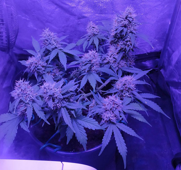 Дефолиация куста на 8 неделе Обрезка листьев конопли